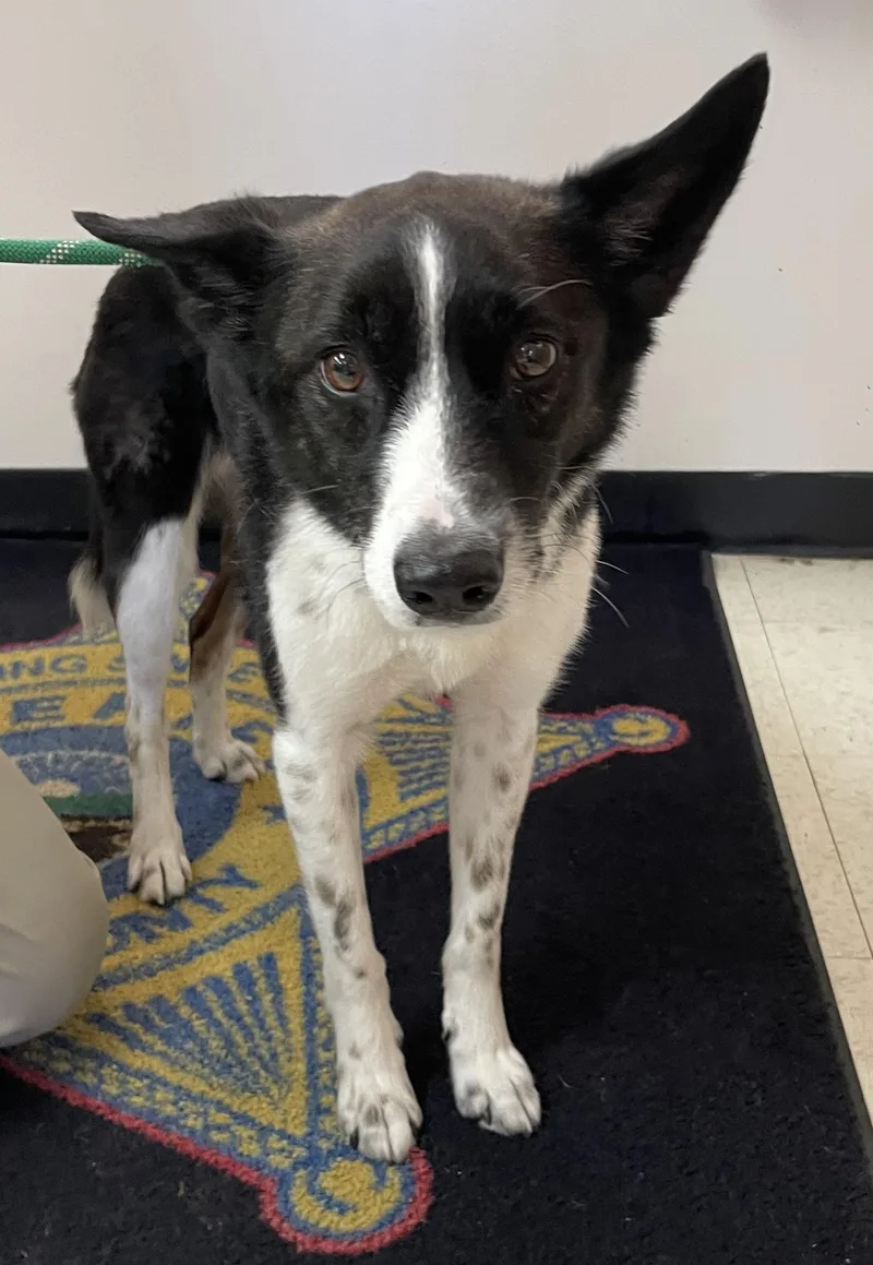 A young medium-sized male Australian Cattle Dog / Blue Heeler dog named Grasshopper HOLD for adoption in Canton, OH