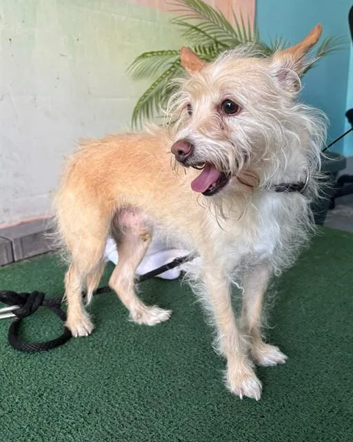 An adult small-sized male Terrier dog named Vladimir Putin for adoption in Baldwin Park, CA
