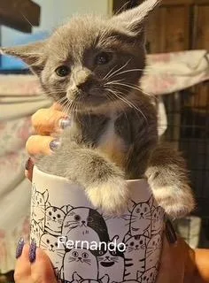 A baby medium-sized male Domestic Short Hair cat named Fernando for adoption in Parkville, MD