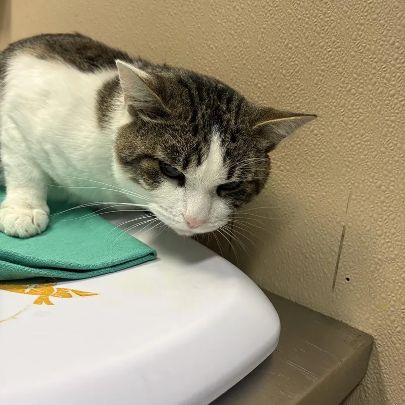 An adult large-sized male Domestic Short Hair cat named Unknown for adoption in Tacoma, WA