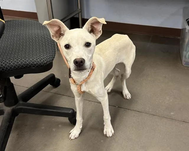 A young large-sized male Basenji dog named Jack Jack for adoption in Phoenix, AZ