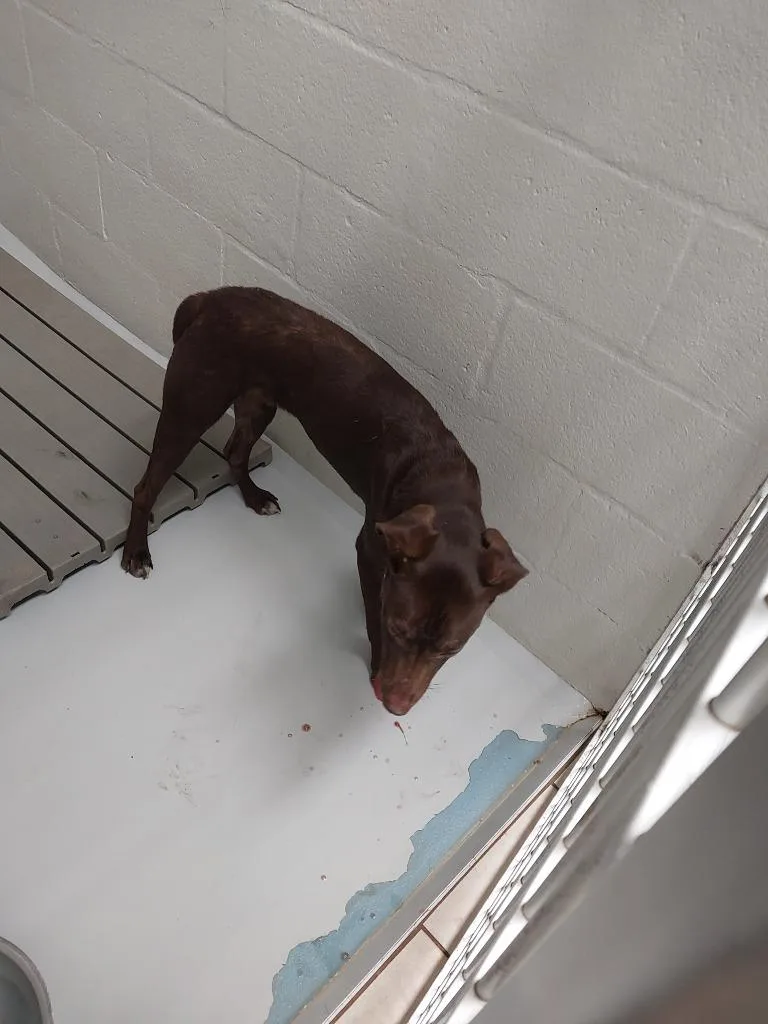 A young medium-sized male Labrador Retriever dog named Lucius for adoption in Mocksville, NC