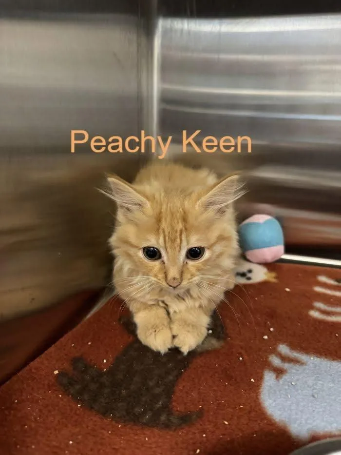 Peachy Keen