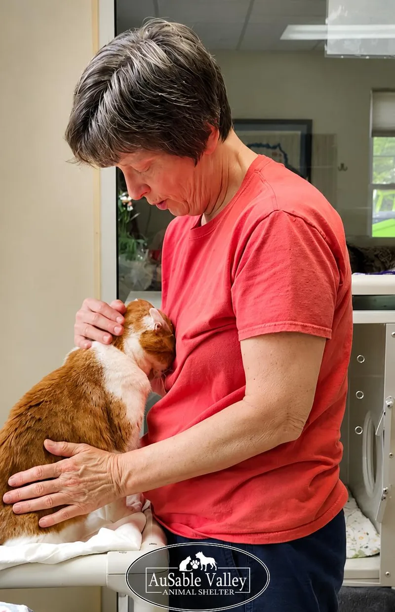 A senior medium-sized male Orange & White Domestic Short Hair cat named Rusty for adoption in Grayling, MI