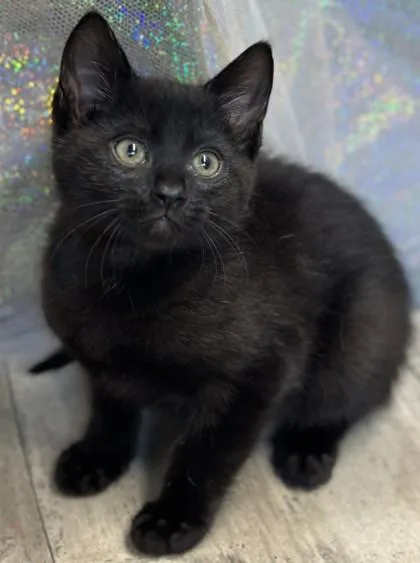 An adult small-sized female Domestic Short Hair cat named Raven for adoption in Shreveport, LA