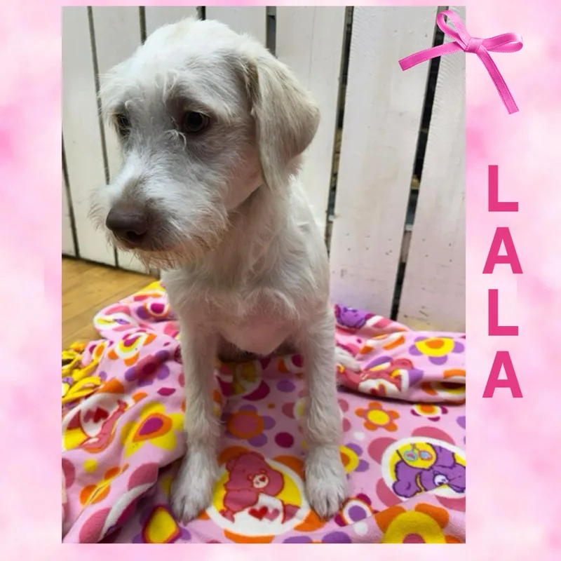 A young medium-sized female Terrier dog named Lala for adoption in Mokena, IL