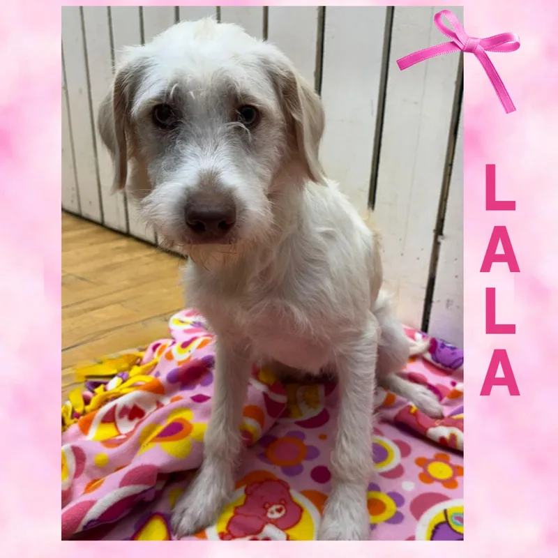 Lala thumbnail 2