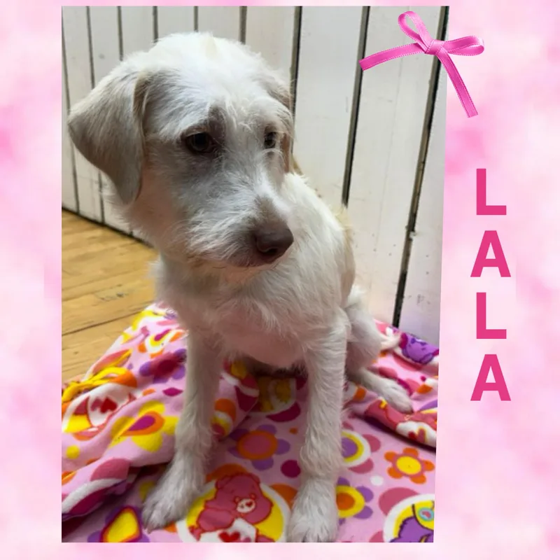 Lala thumbnail 3