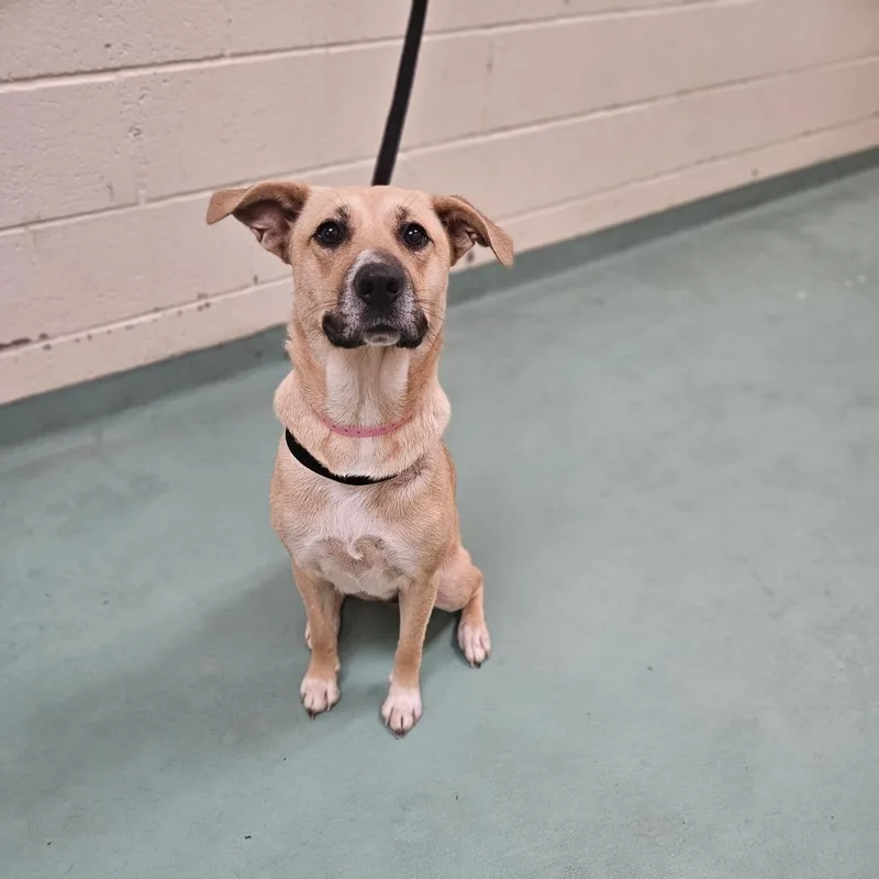 An adult medium-sized female Yellow / Tan / Blond / Fawn Mixed Breed dog named Teresa Flowers for adoption in Memphis, TN