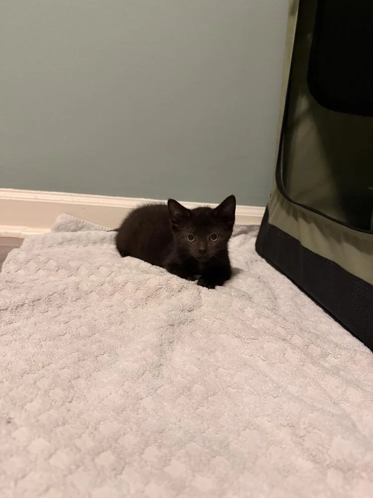 A baby small-sized male Black Domestic Short Hair cat named Anubis for adoption in Emerald Isle, NC