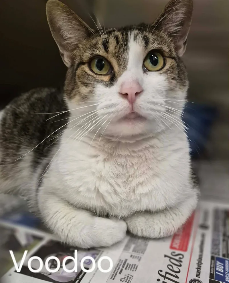 An adult large-sized female Domestic Short Hair cat named Voodoo for adoption in Cicero, IL