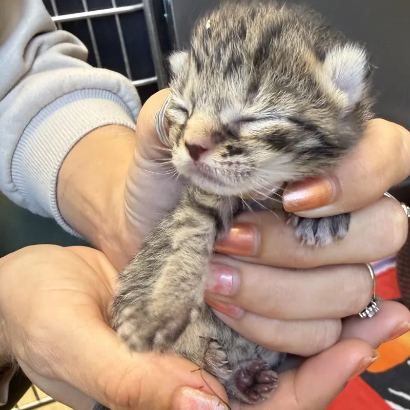 A baby small-sized male Domestic Medium Hair cat named Frosted Flakes for adoption in Red House, WV