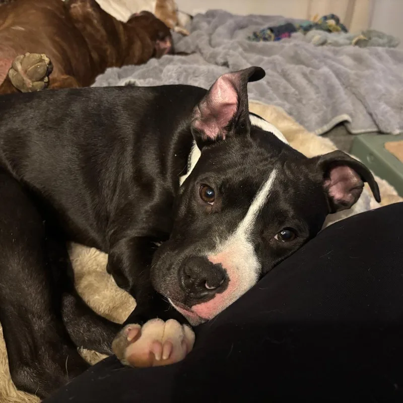 Dilly Bean thumbnail 2