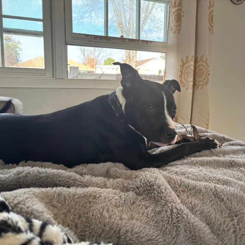 Dilly Bean thumbnail 3