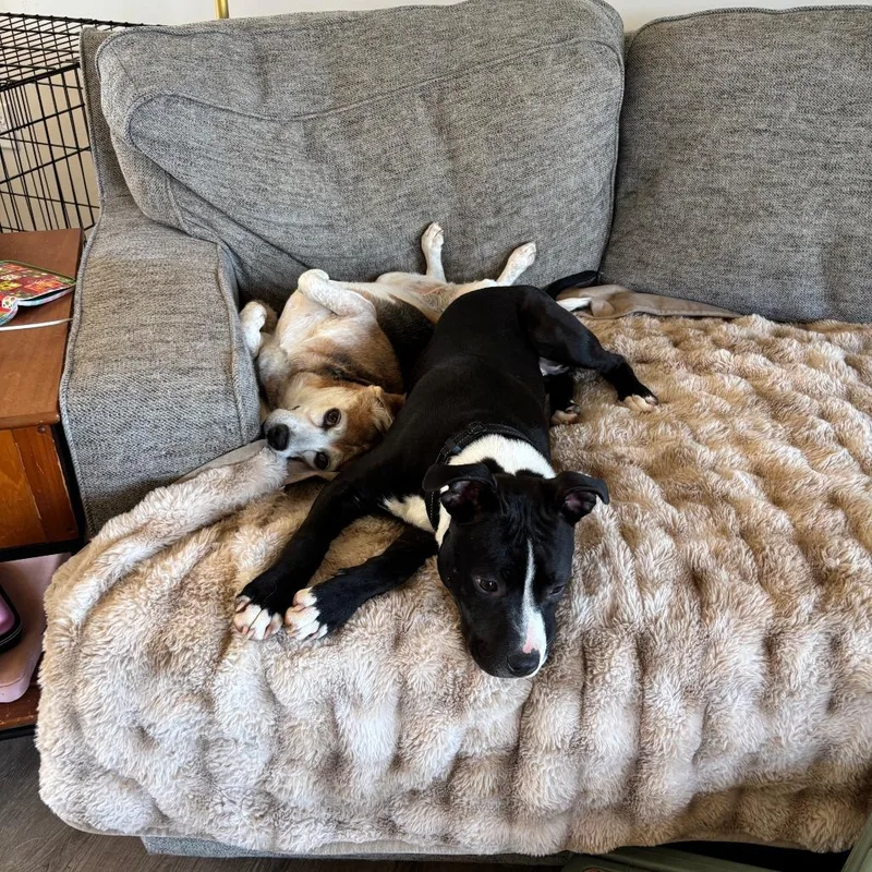 Dilly Bean thumbnail 4