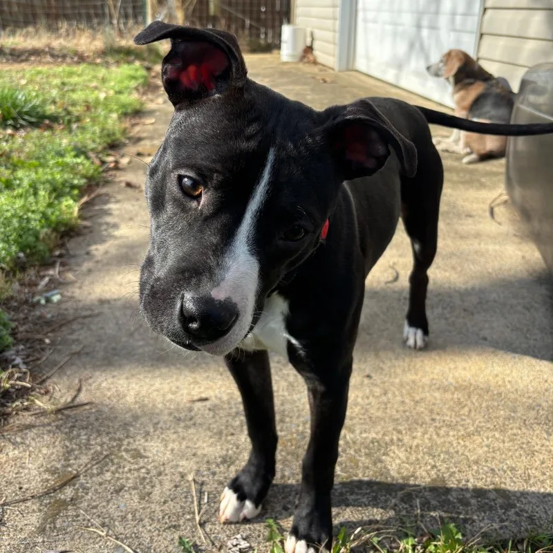 Dilly Bean thumbnail 5