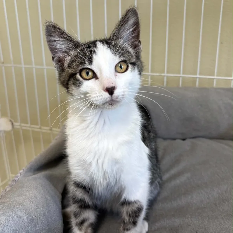 A young small-sized male Gray & White Domestic Short Hair cat named Freightliner for adoption in Columbia, MO