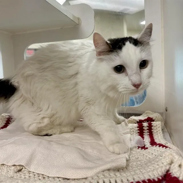 A senior small-sized male Domestic Short Hair cat named Punky for adoption in Riverside, CA