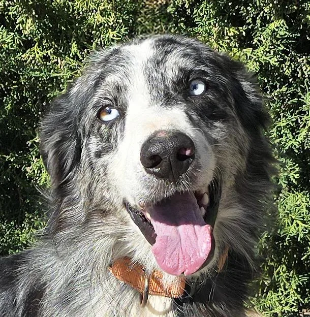 A young medium-sized male Merle (Blue) Australian Shepherd dog named Beaming Mr Bryson for adoption in Albuquerque, NM