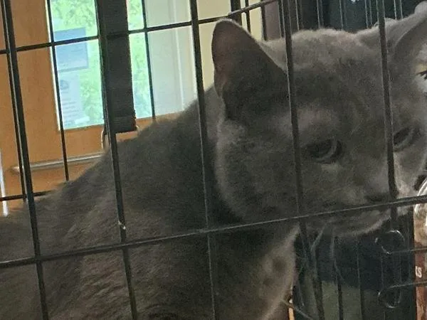 An adult small-sized male Domestic Short Hair cat named Joe for adoption in Virginia Beach, VA