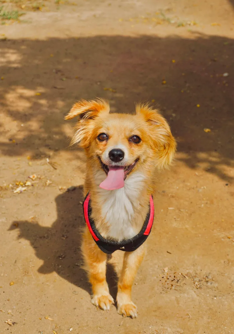 A young small-sized female Chihuahua dog named Bubbles for adoption in San Diego, CA