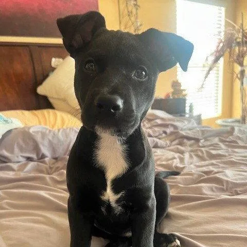 A young small-sized female Black Pit Bull Terrier dog named Sasha for adoption in Oceanside, CA