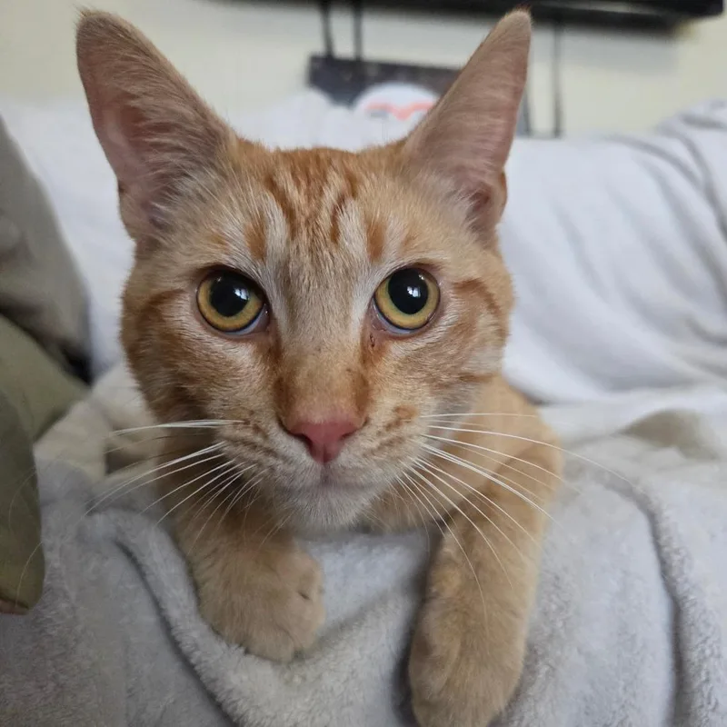 A young medium-sized male Orange / Red Domestic Short Hair cat named Vodka for adoption in Brea, CA