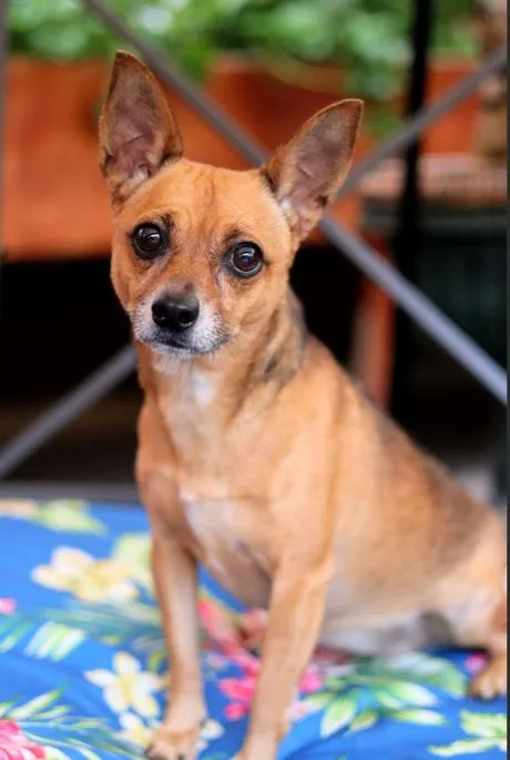 An adult small-sized female Red / Chestnut / Orange Chihuahua dog named Lexa for adoption in Chicago, IL