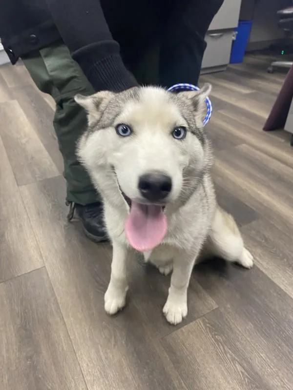 A young large-sized female Siberian Husky dog named Sunflower for adoption in Victorville, CA