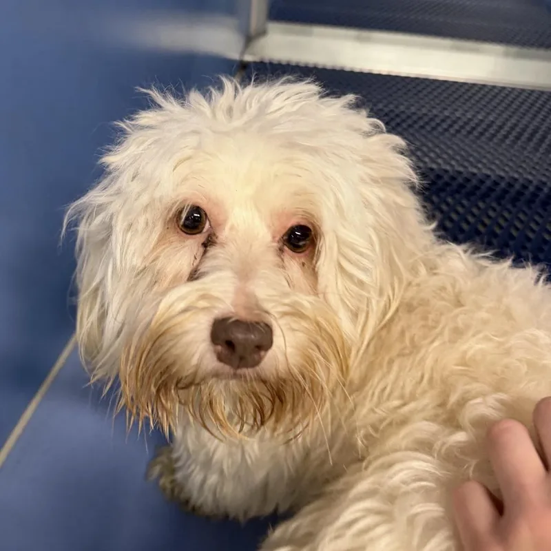 An adult small-sized female Havanese dog named Rozlyn for adoption in Norfolk, NE