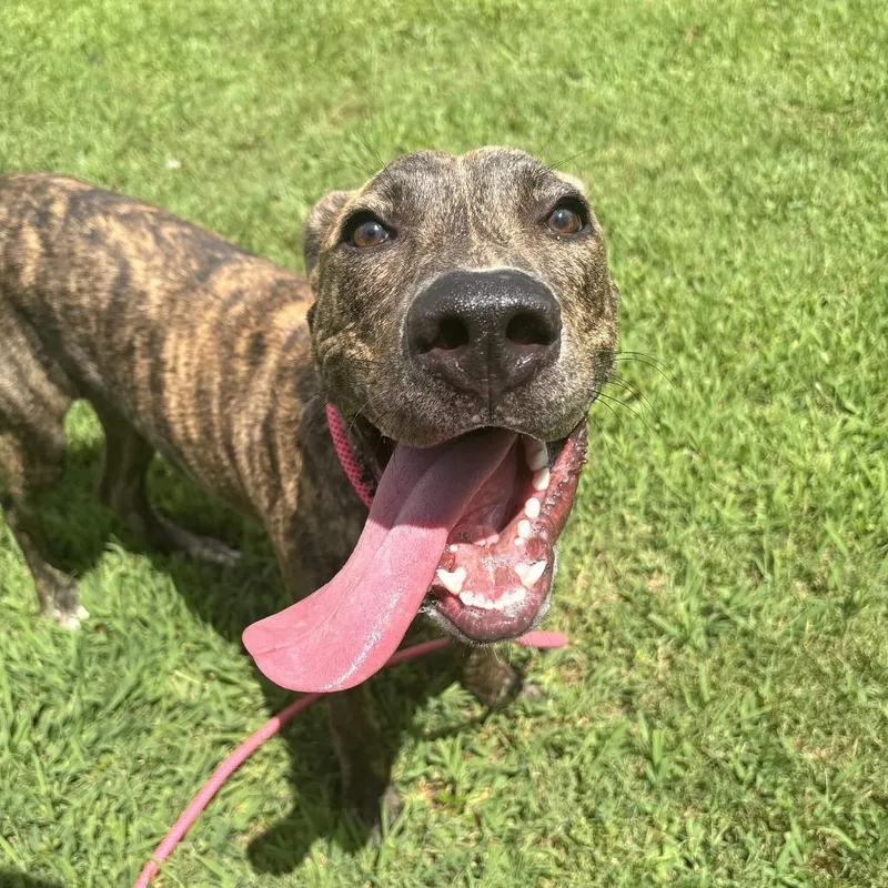A young large-sized male Brown / Chocolate Mixed Breed dog named Figaro for adoption in Greenville, SC