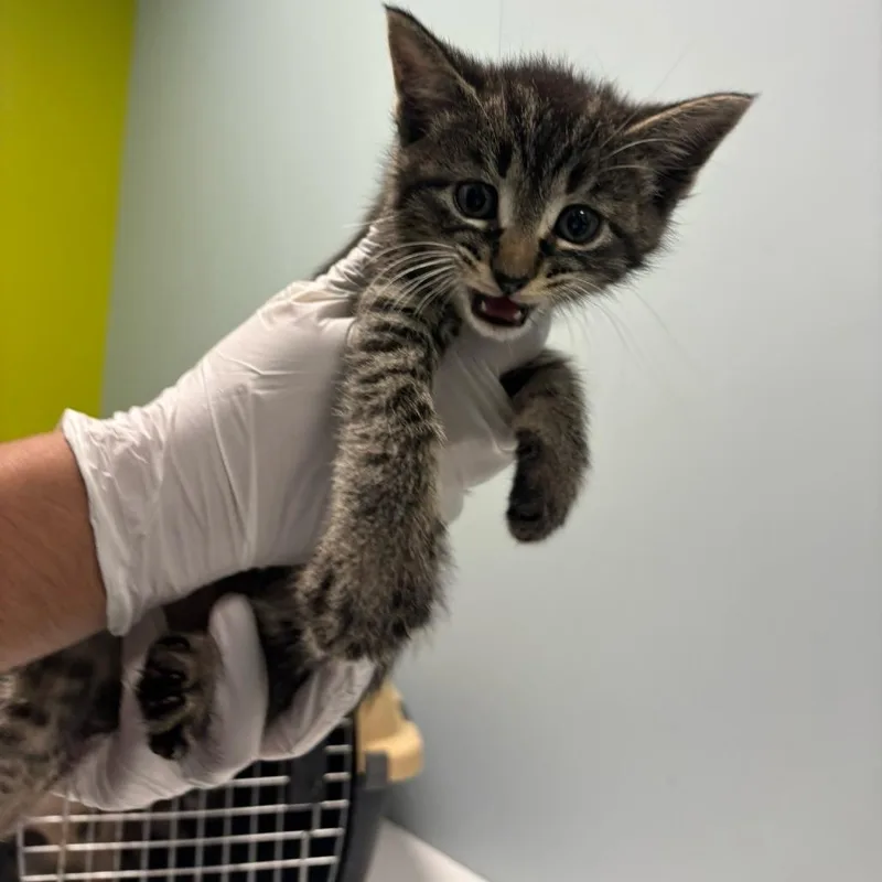 A baby small-sized male Brown / Chocolate Domestic Short Hair cat named Lightning Mcqueen for adoption in Mooresville, NC