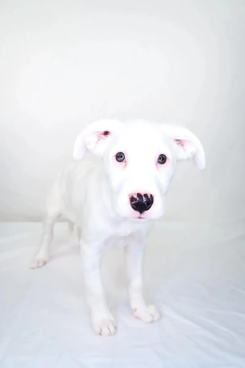 A baby medium-sized female White / Cream Shepherd dog named Allie for adoption in Bixby, OK