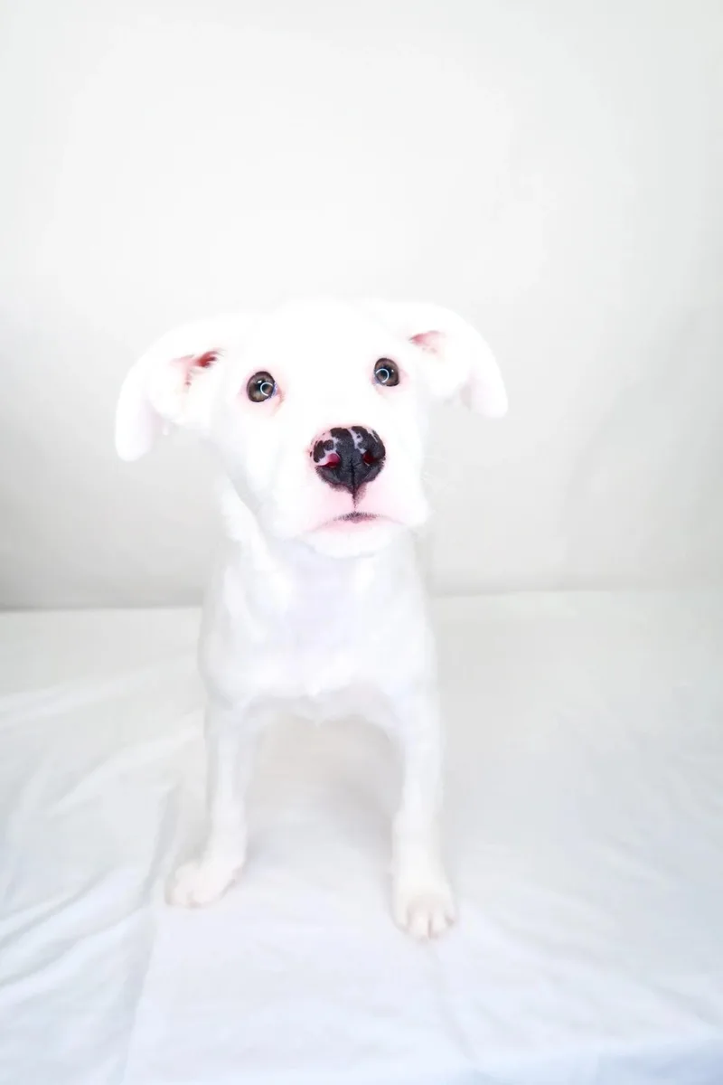 Allie thumbnail 4
