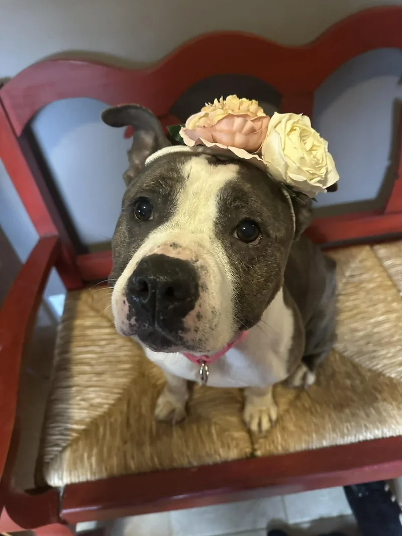 An adult medium-sized female Brindle Pit Bull Terrier dog named Gidget for adoption in Byron, IL