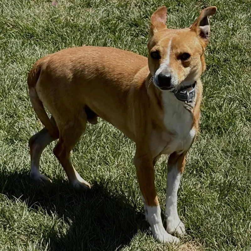 An adult small-sized male Golden Jack Russell Terrier dog named Mike for adoption in Burbank, CA