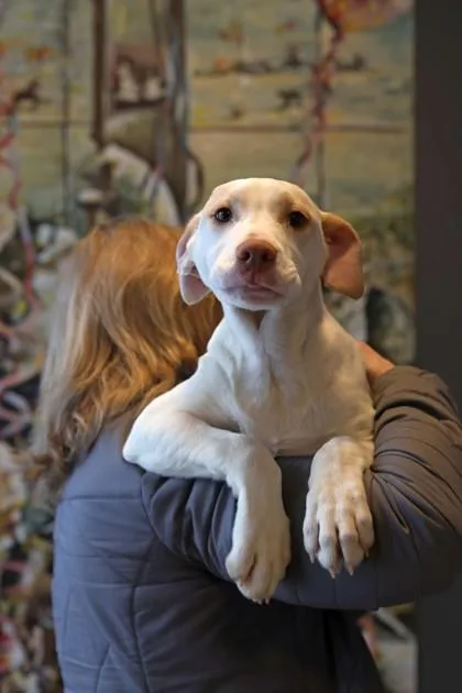 A baby small-sized male Mixed Breed dog named Stanley for adoption in West Chester, PA