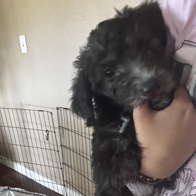 A baby small-sized female Miniature Poodle dog named Pepper for adoption in Calimesa, CA
