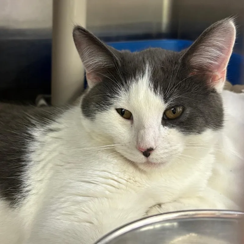 A baby medium-sized male Gray / Blue / Silver Domestic Short Hair cat named Hypo for adoption in Springfield, IL