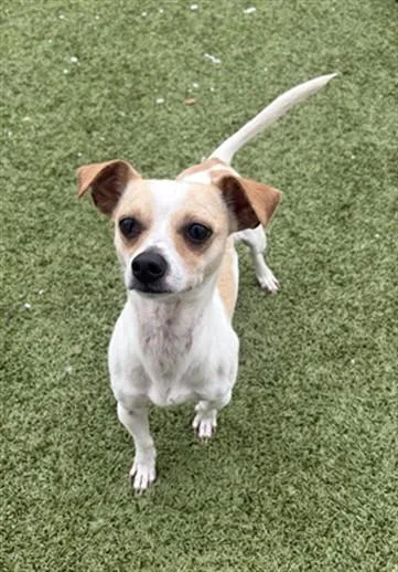 An adult small-sized male Chihuahua dog named Bratwurst for adoption in Toledo, OH