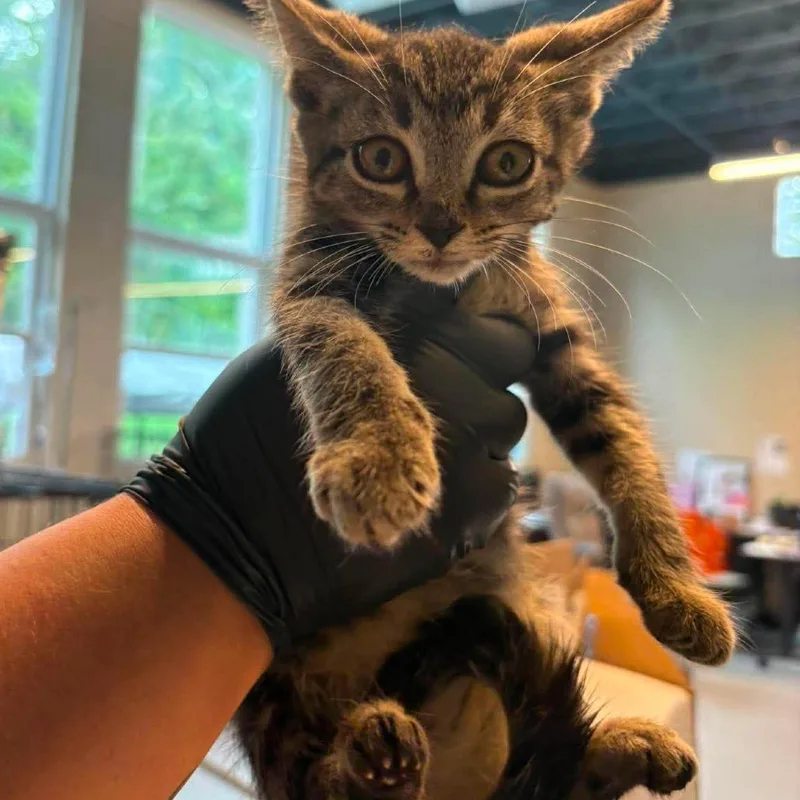 A baby small-sized male Brown / Chocolate Domestic Short Hair cat named Meeko for adoption in Huntington, WV