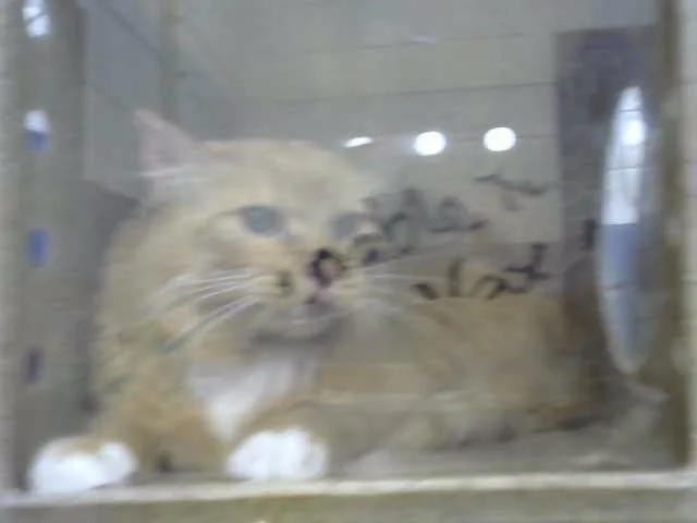 An adult medium-sized male Domestic Short Hair cat named Klaus for adoption in Albuquerque, NM