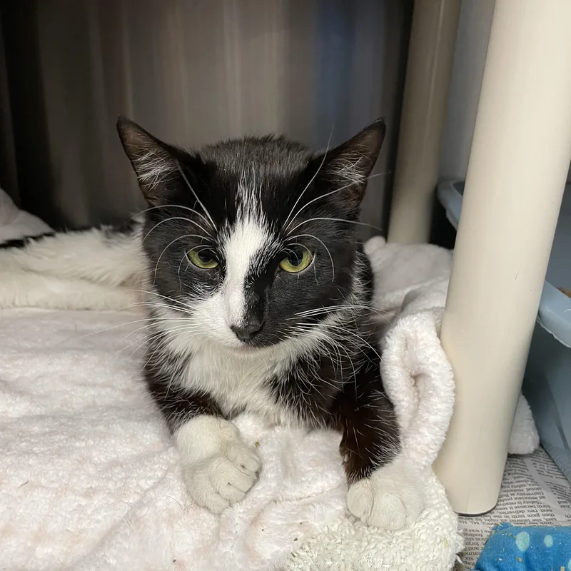 A young medium-sized female Black & White / Tuxedo American Shorthair cat named Mary Jane for adoption in North Kingstown, RI