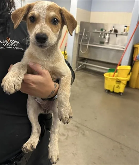 A baby large-sized female Australian Cattle Dog / Blue Heeler dog named Penelope for adoption in Phoenix, AZ