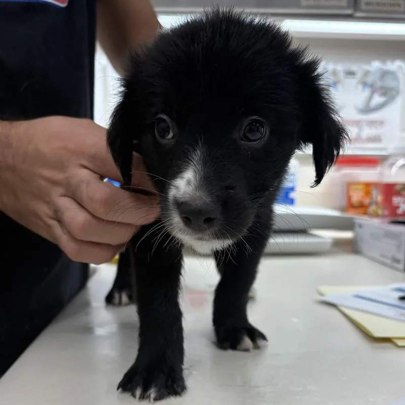 A baby small-sized male Black Labrador Retriever dog named Muscle Man for adoption in Beaumont, TX