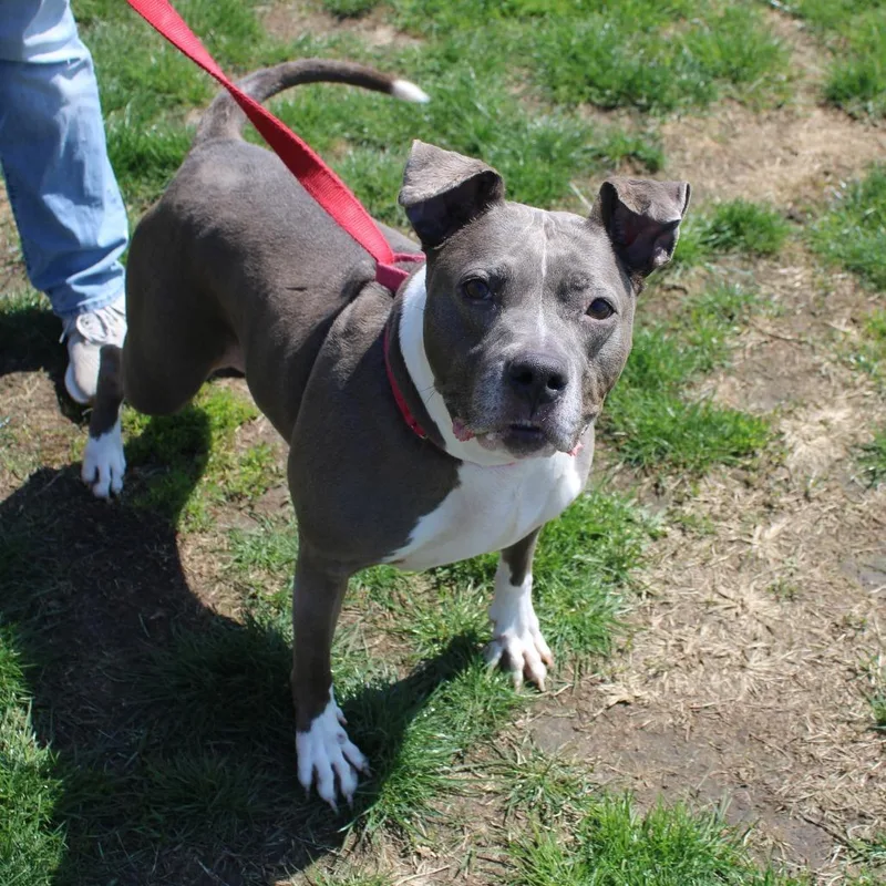 A senior medium-sized female Gray / Blue / Silver Pit Bull Terrier dog named Esha for adoption in Champaign, IL
