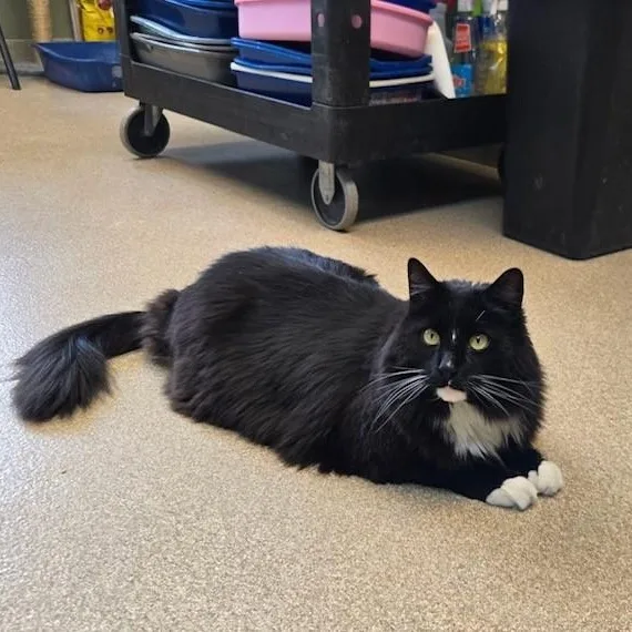 An adult large-sized male Black & White / Tuxedo Domestic Long Hair cat named Binx for adoption in Attleboro, MA