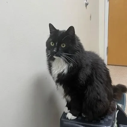 Binx thumbnail 2