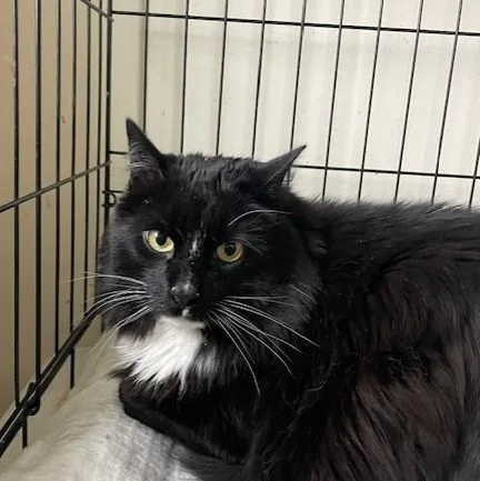 Binx thumbnail 3