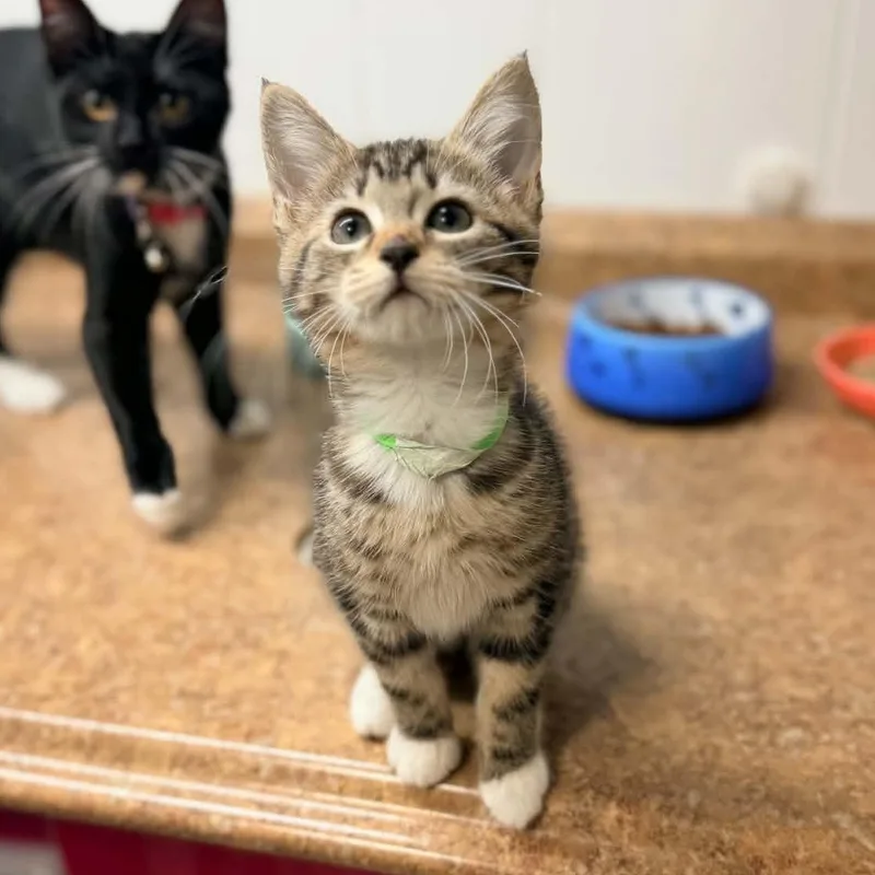 A baby medium-sized female Tabby (Brown / Chocolate) Domestic Short Hair cat named Mildred for adoption in Portland, OR